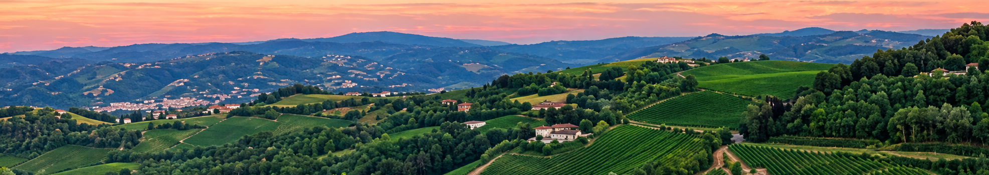 Vigneti al tramonto